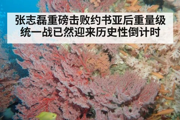 张志磊重磅击败约书亚后重量级统一战已然迎来历史性倒计时